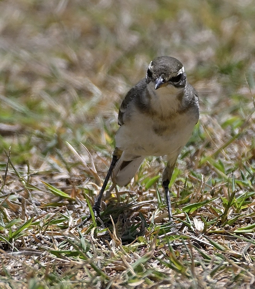 Eastern Yellow Wagtail - ML645341394