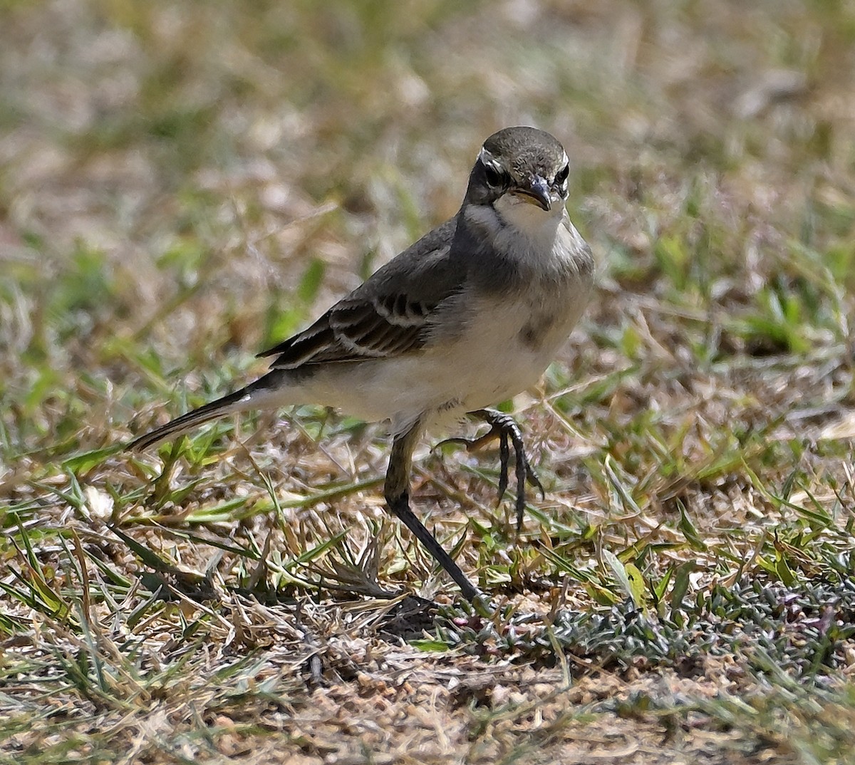 Eastern Yellow Wagtail - ML645341395