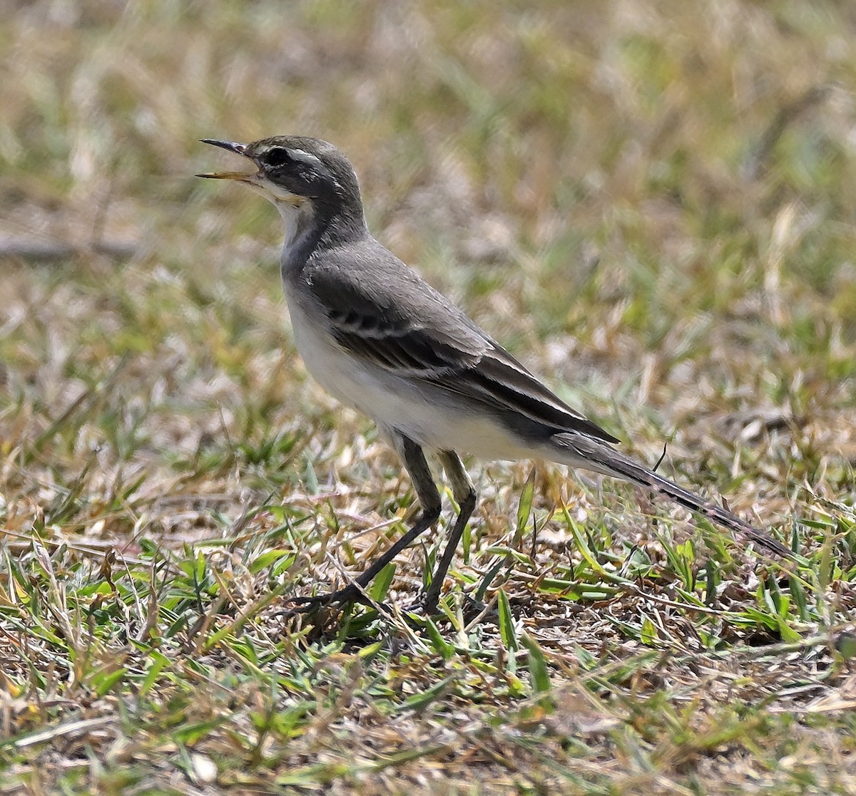 Eastern Yellow Wagtail - ML645341396