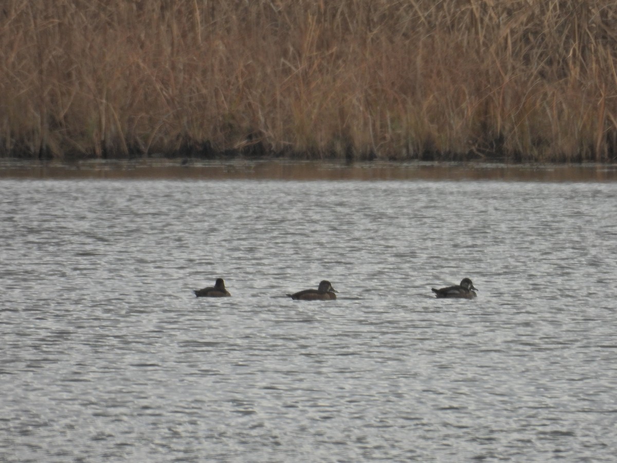Ring-necked Duck - ML645341397