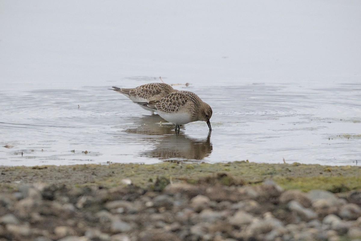 Baird's Sandpiper - ML645341400