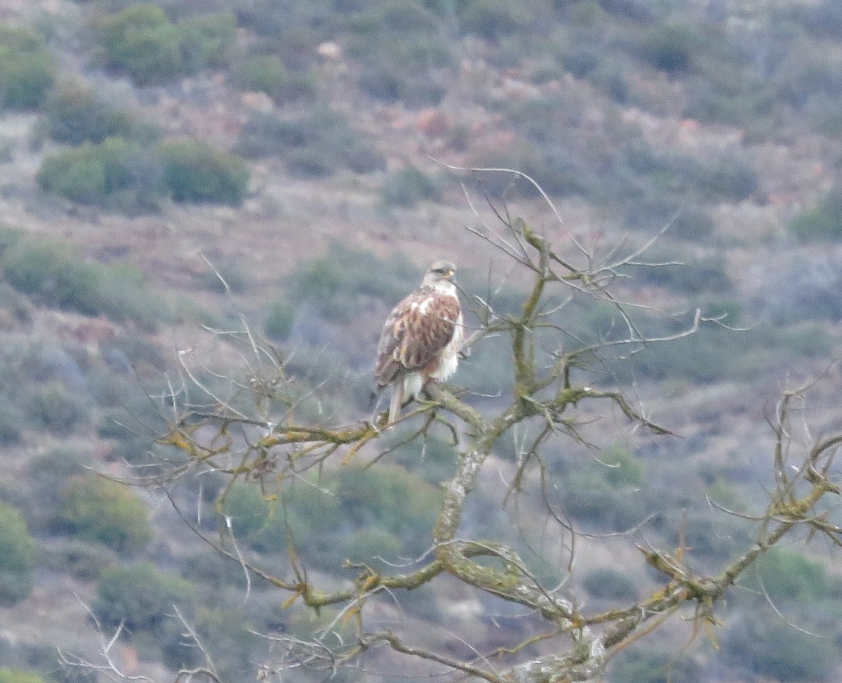 Ferruginous Hawk - ML645341402