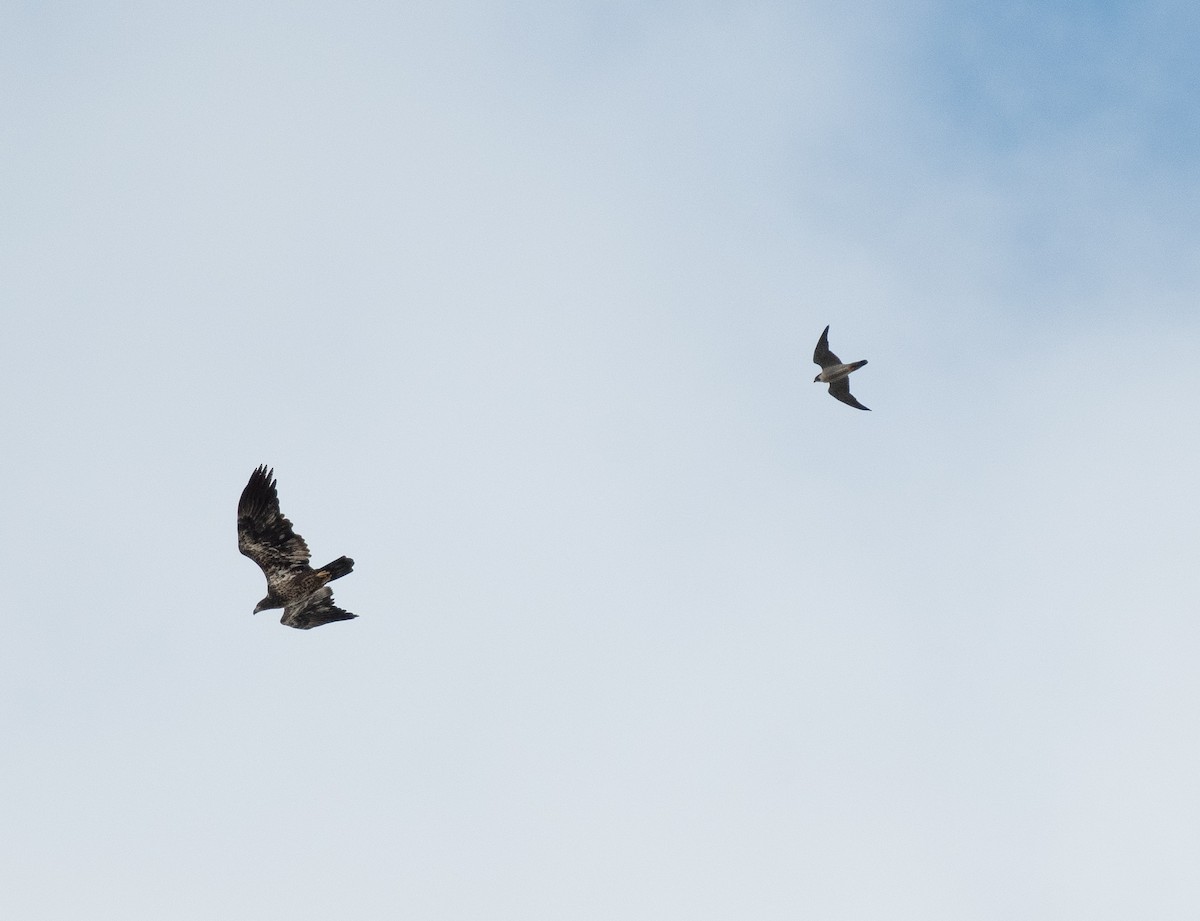 sokol stěhovavý - ML645341413