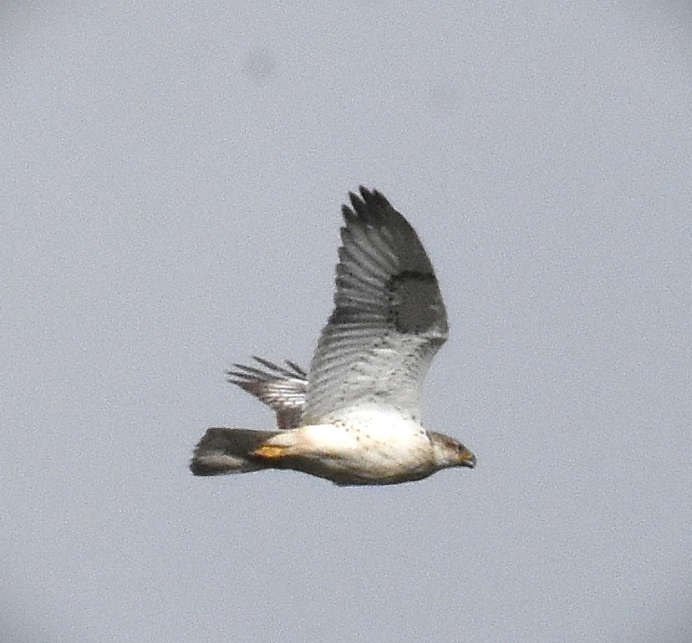 Ferruginous Hawk - ML645341415