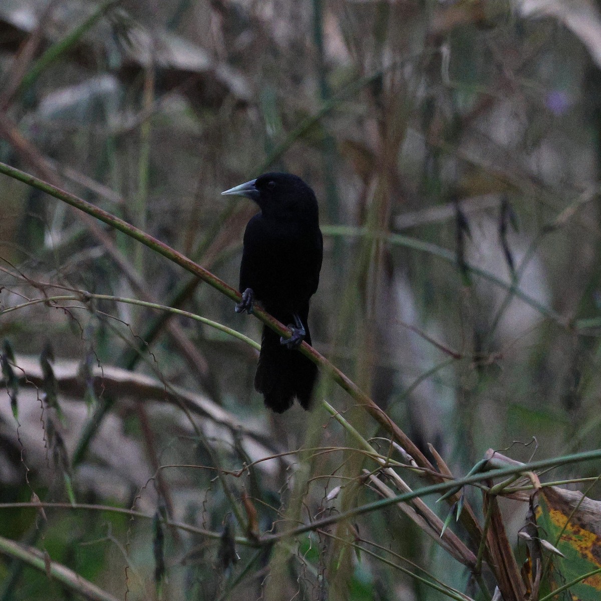 Solitary Black Cacique - ML645341436