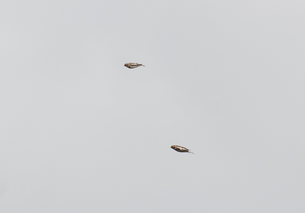 sněhule severní - ML645341453