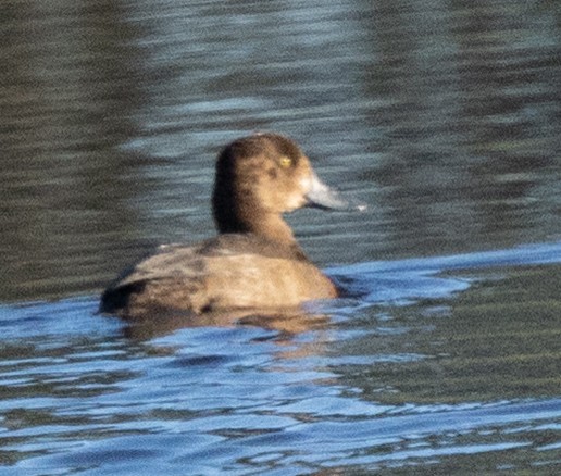 Greater Scaup - ML645341455