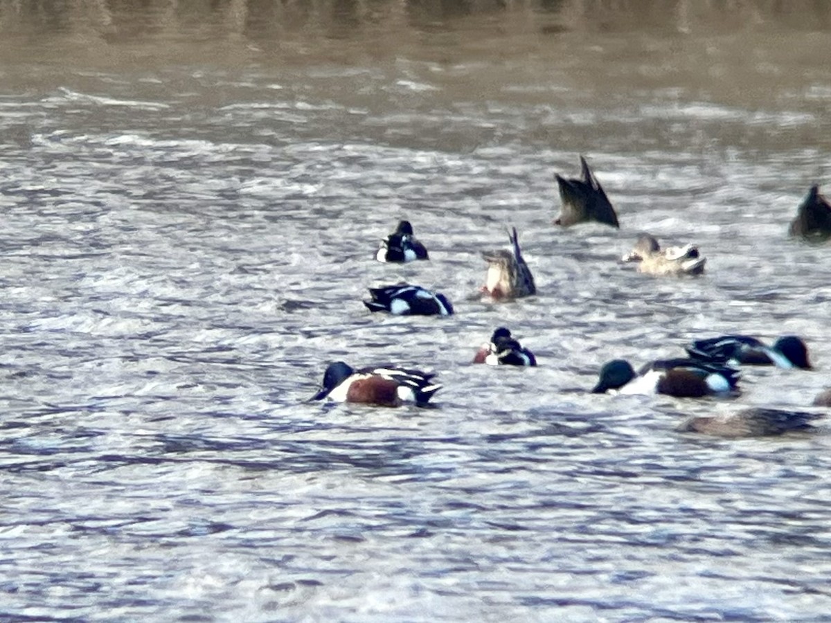 Northern Shoveler - ML645341458