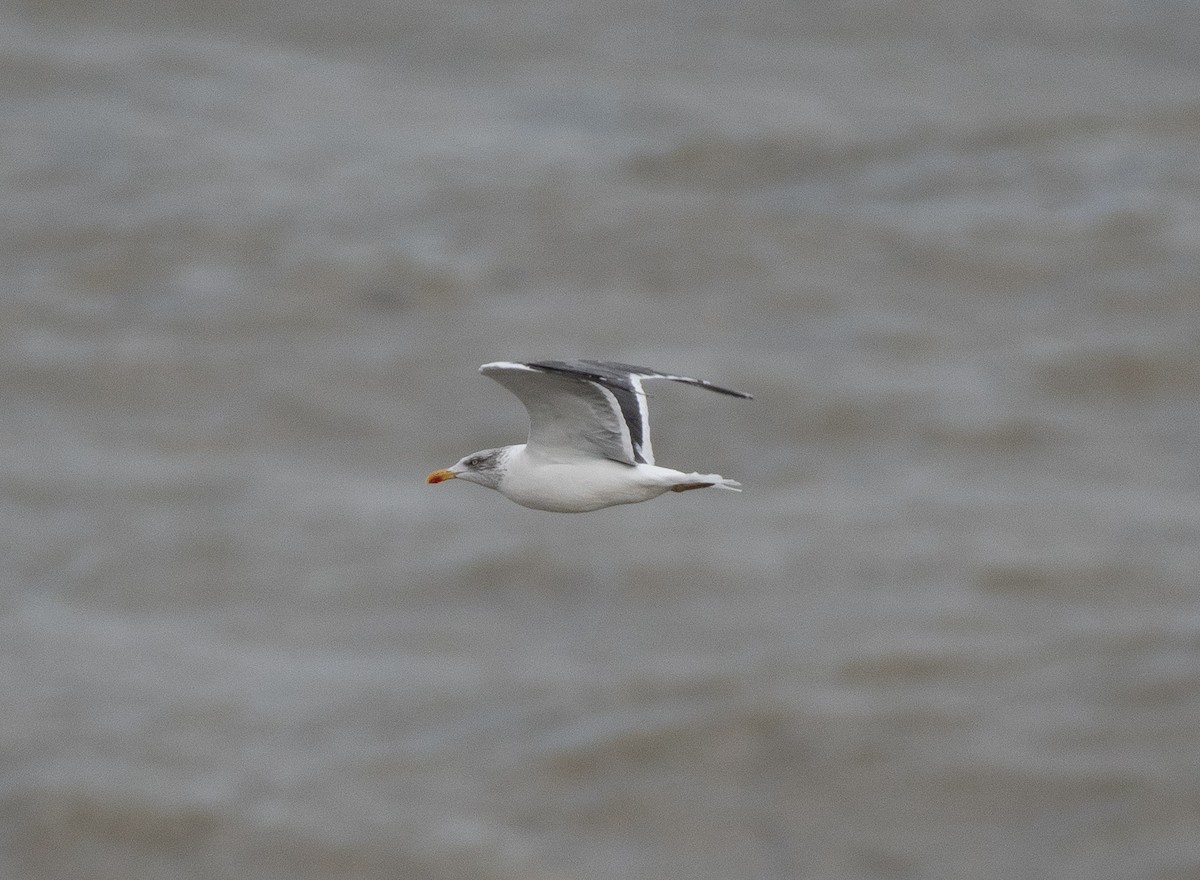 racek žlutonohý - ML645341467