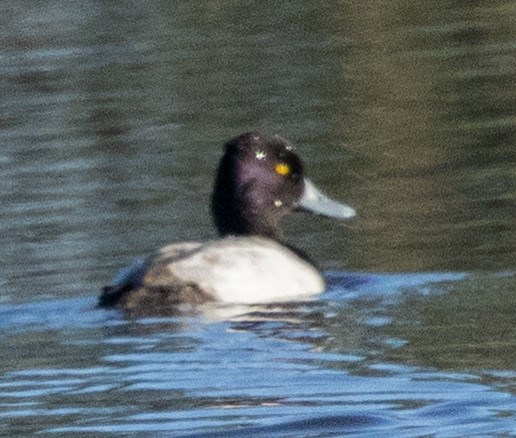 Lesser Scaup - ML645341473