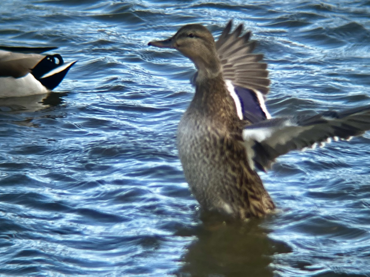 Mallard - ML645341476