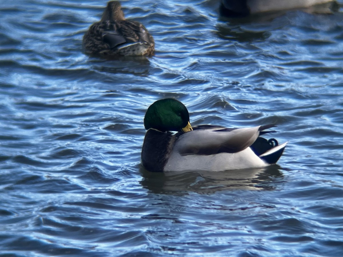 Mallard - ML645341477