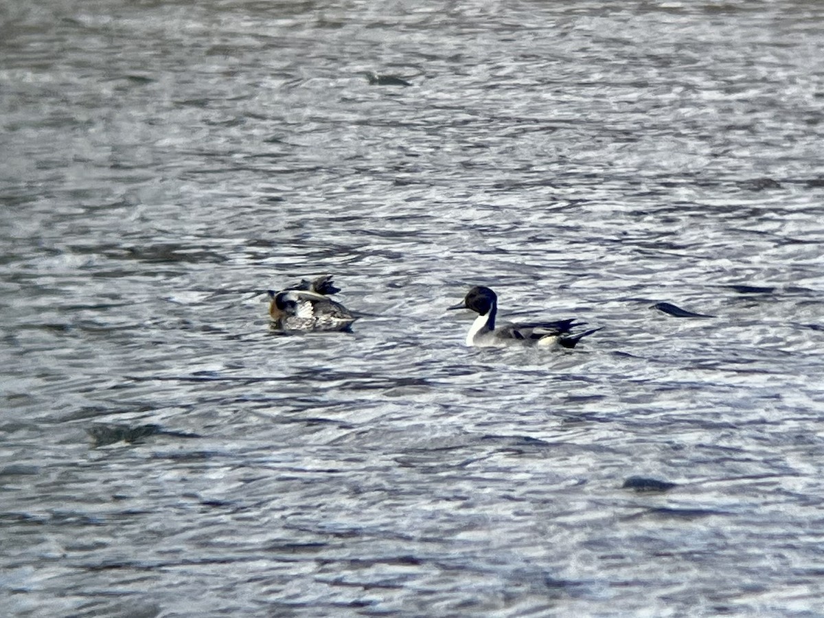 Northern Pintail - ML645341483