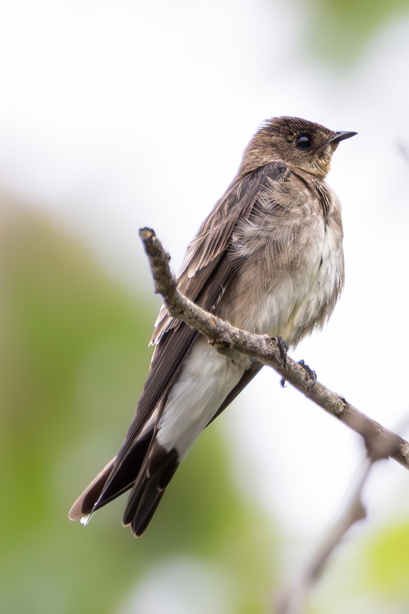 Southern Rough-winged Swallow - ML645341498