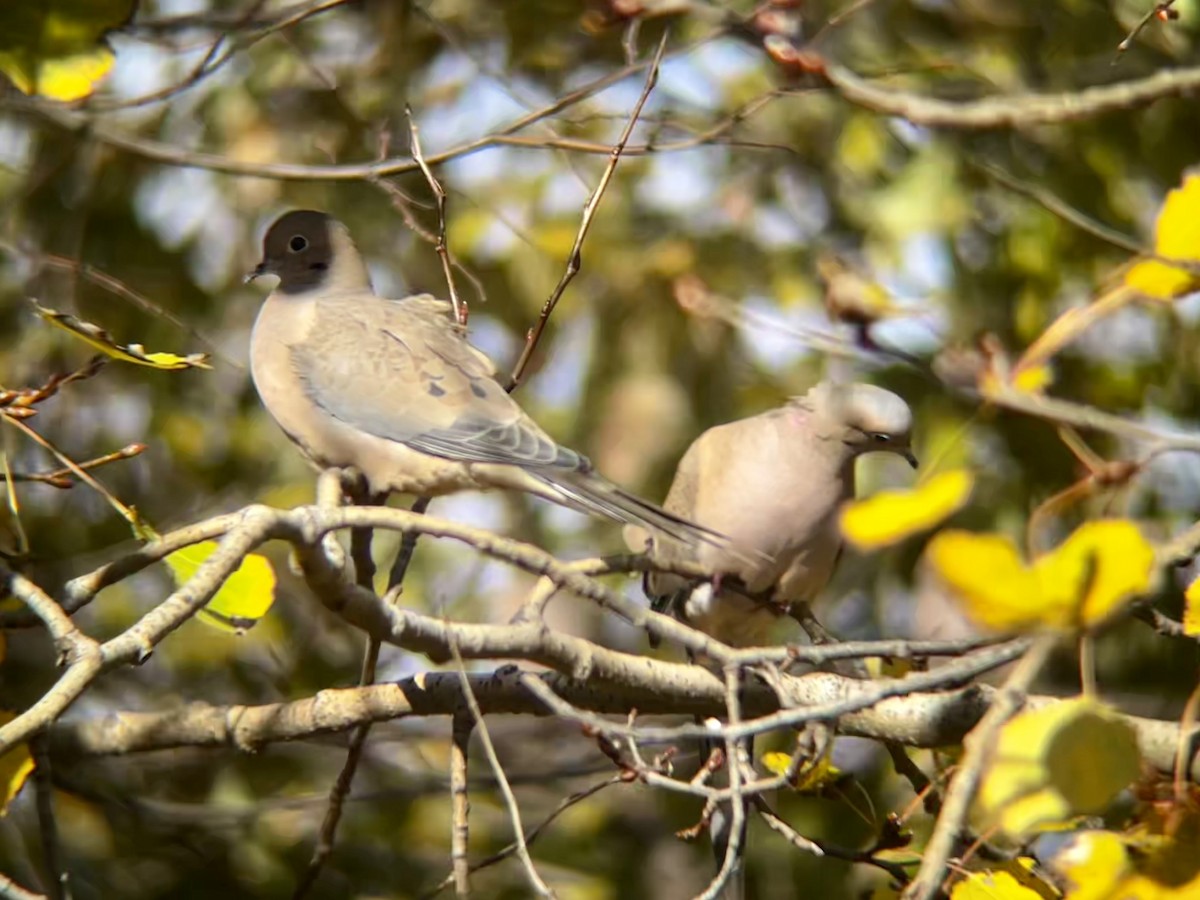 Mourning Dove - ML645341501