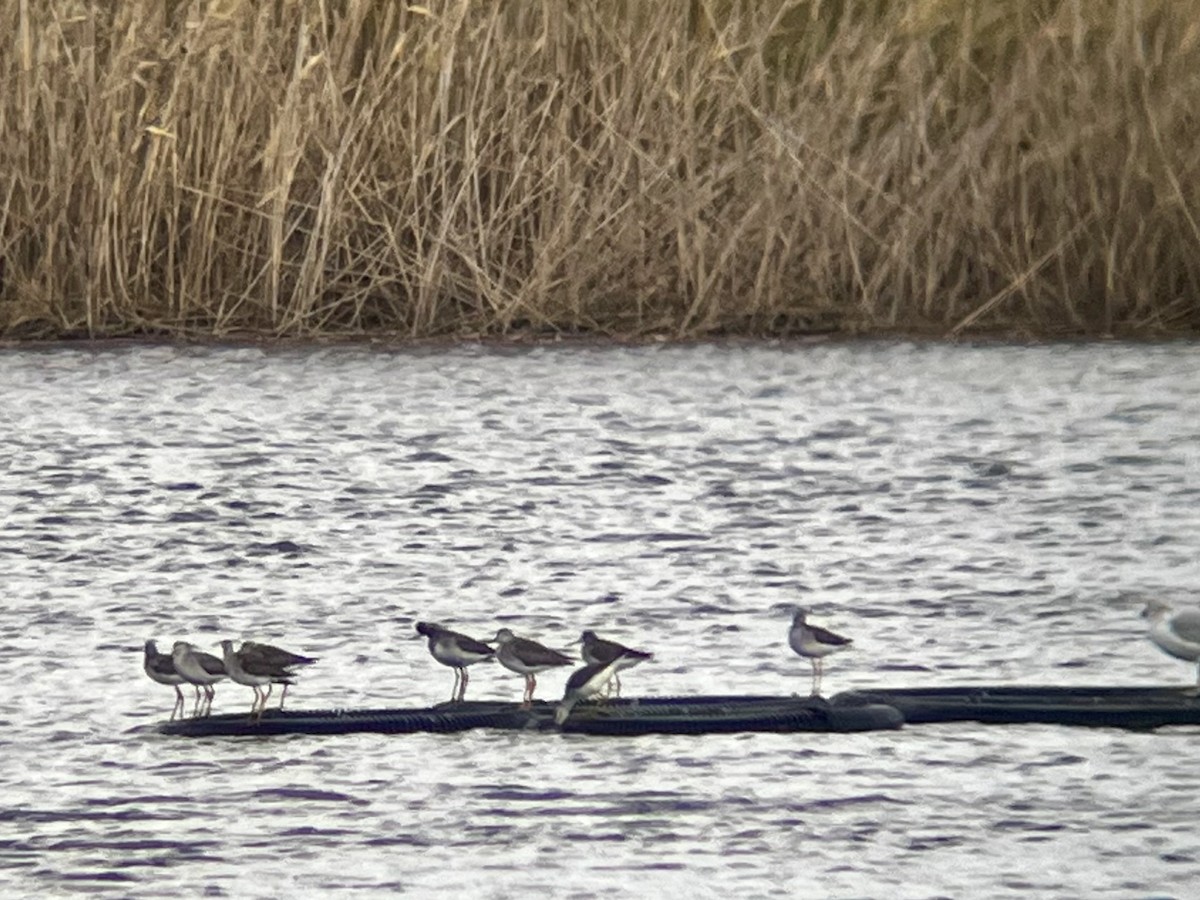 Greater Yellowlegs - ML645341511