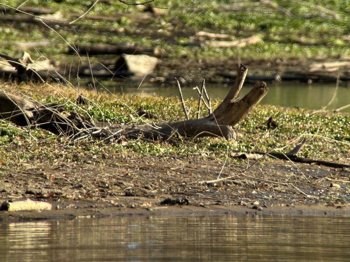 Wilson istingorra - ML645341520