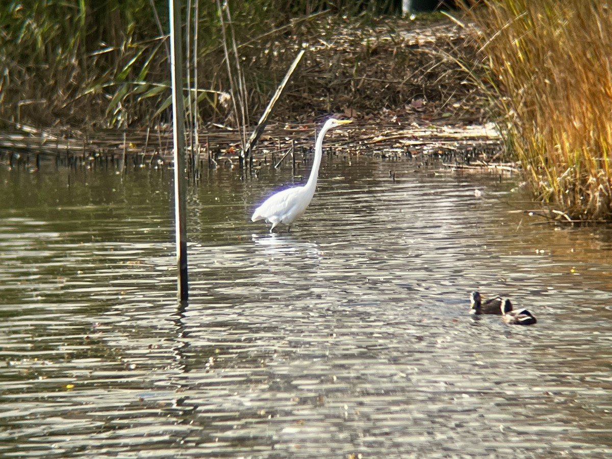 Great Egret - ML645341522