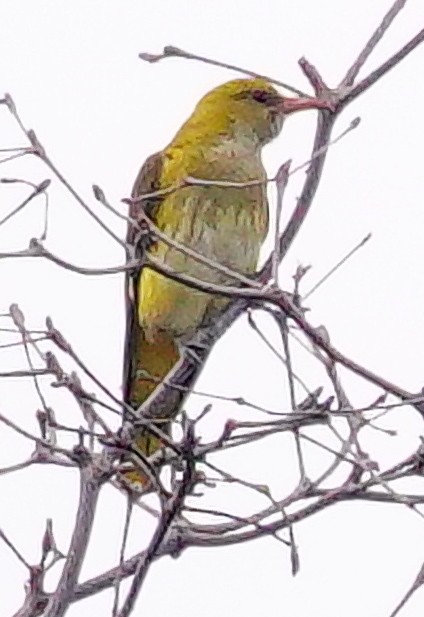 アフリカコウライウグイス - ML645341524