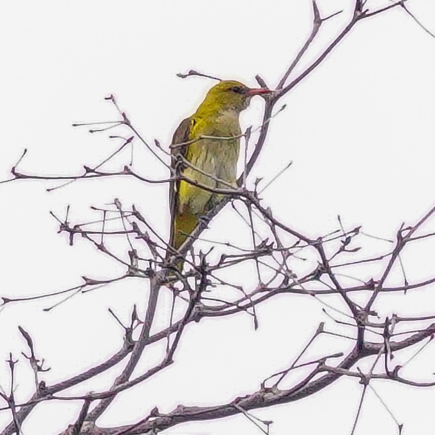 アフリカコウライウグイス - ML645341525