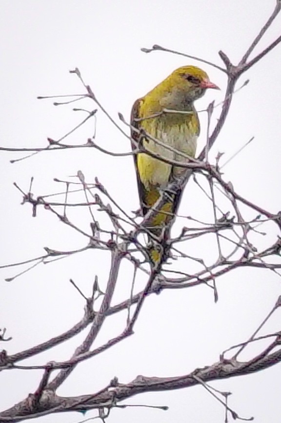 アフリカコウライウグイス - ML645341526