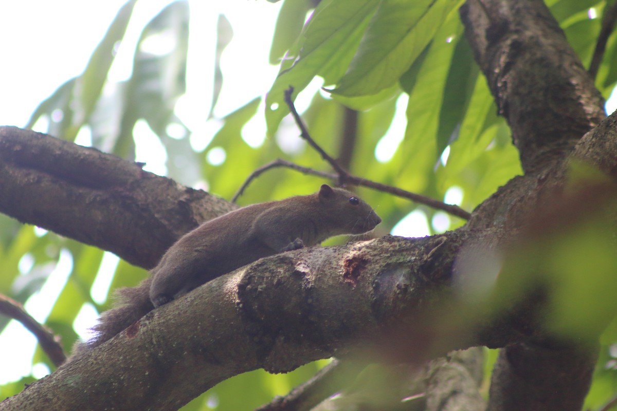Plantain Squirrel - ML645341535