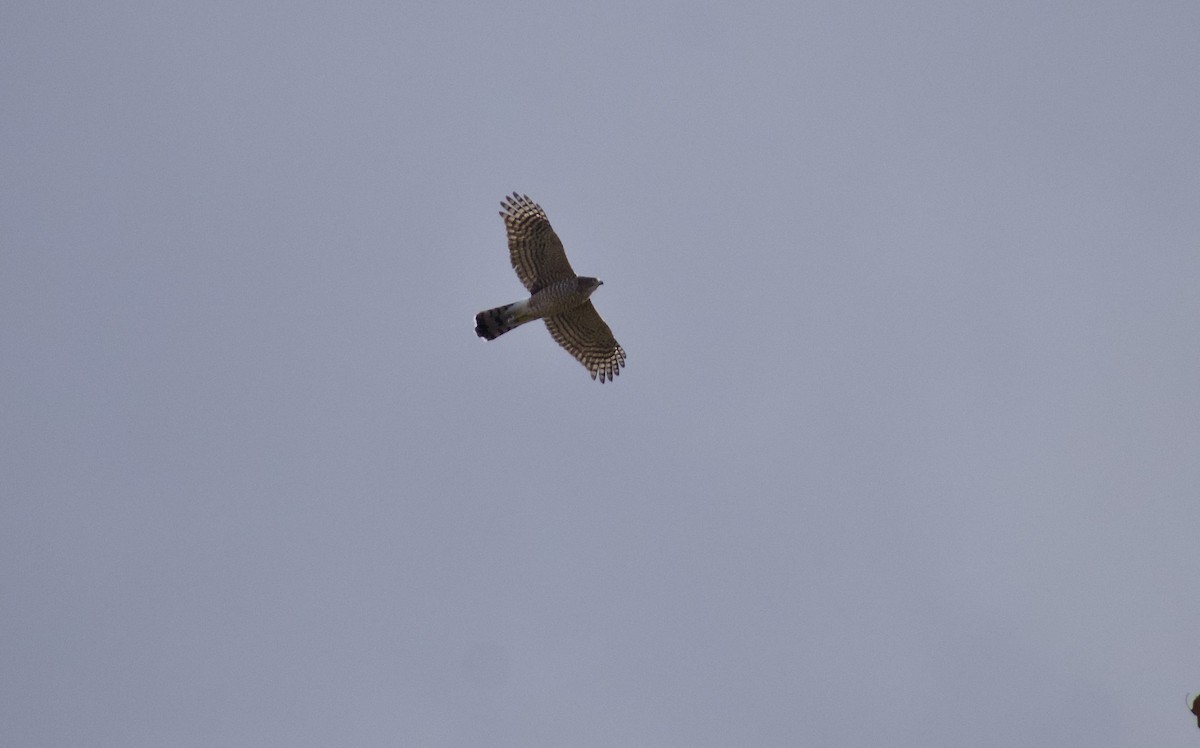 Cooper's Hawk - ML645341536