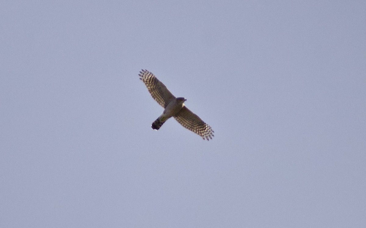 Cooper's Hawk - ML645341543