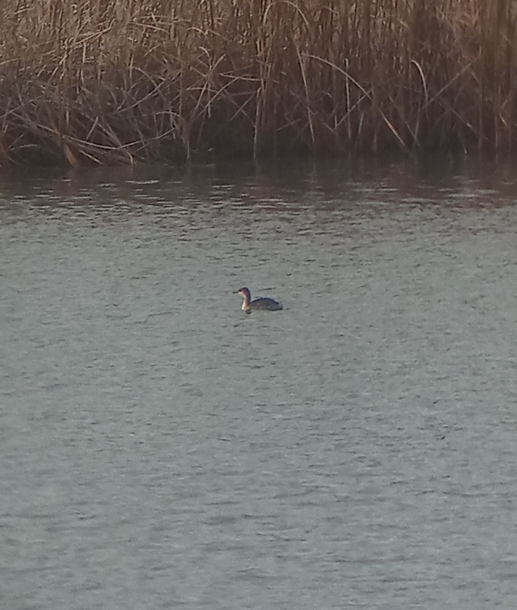 Буурал шунгуур - ML645341546