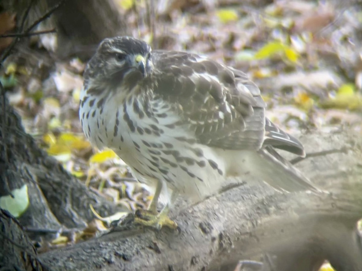 Red-shouldered Hawk - ML645341548