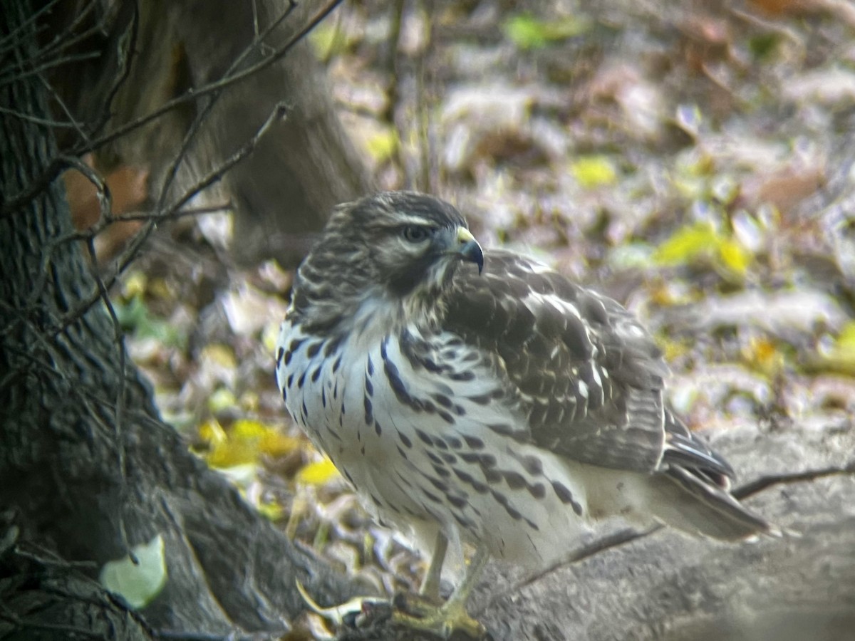 Red-shouldered Hawk - ML645341549