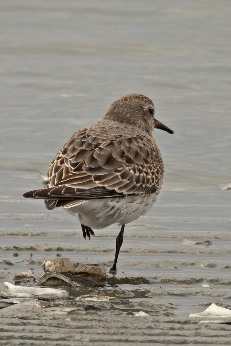 Бонапартов песочник - ML645341550