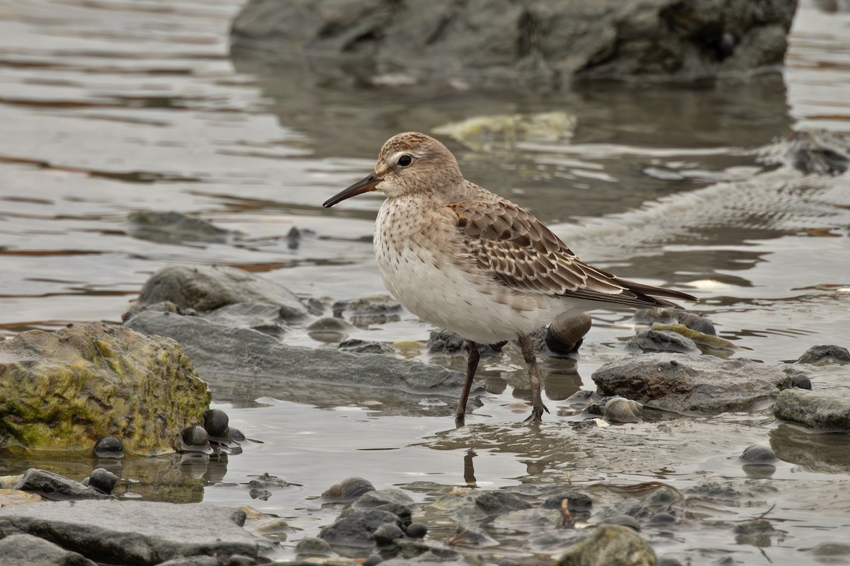 Бонапартов песочник - ML645341551