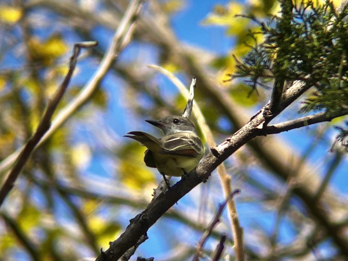 Ash-throated Flycatcher - ML645341567