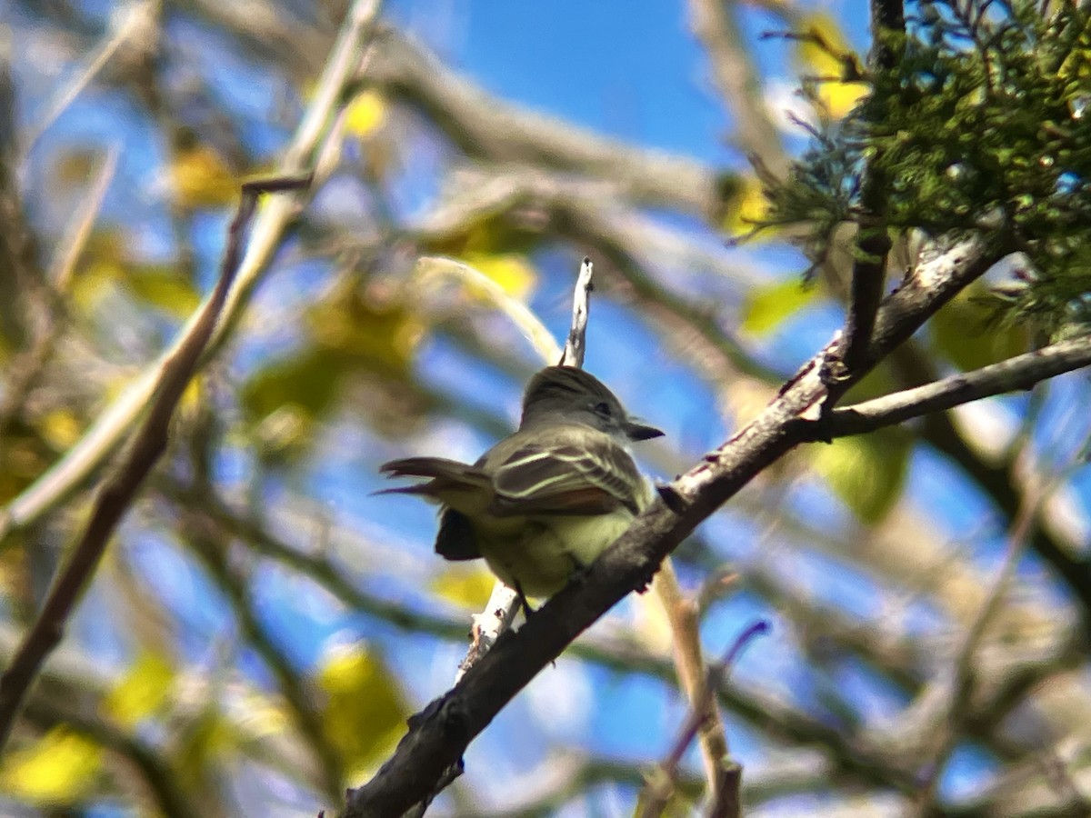 Ash-throated Flycatcher - ML645341568