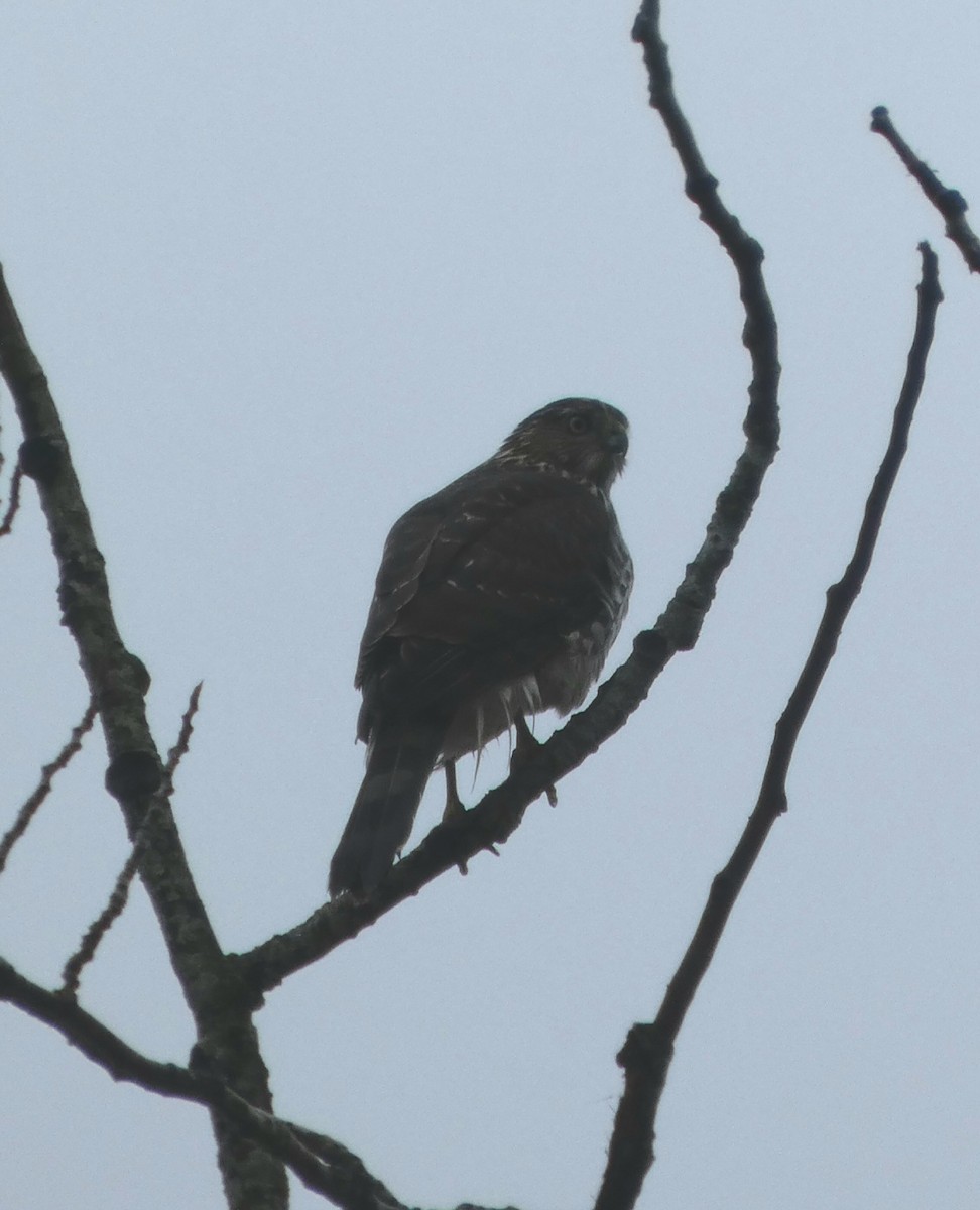 Cooper's Hawk - ML645341582