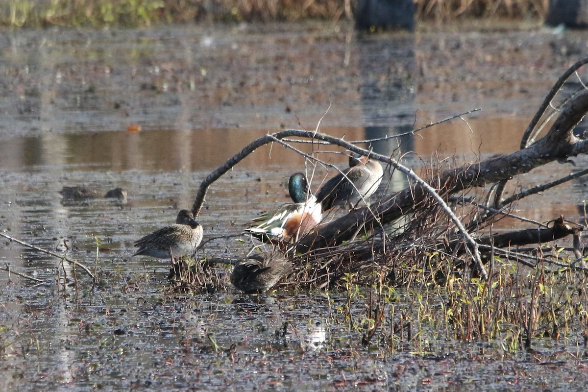 lžičák pestrý - ML645341587