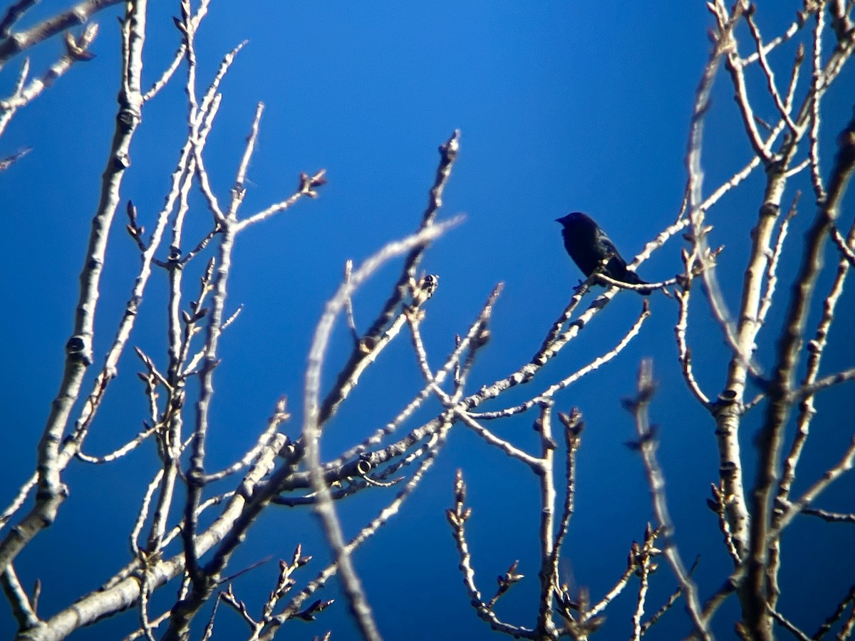 Brown-headed Cowbird - ML645341589