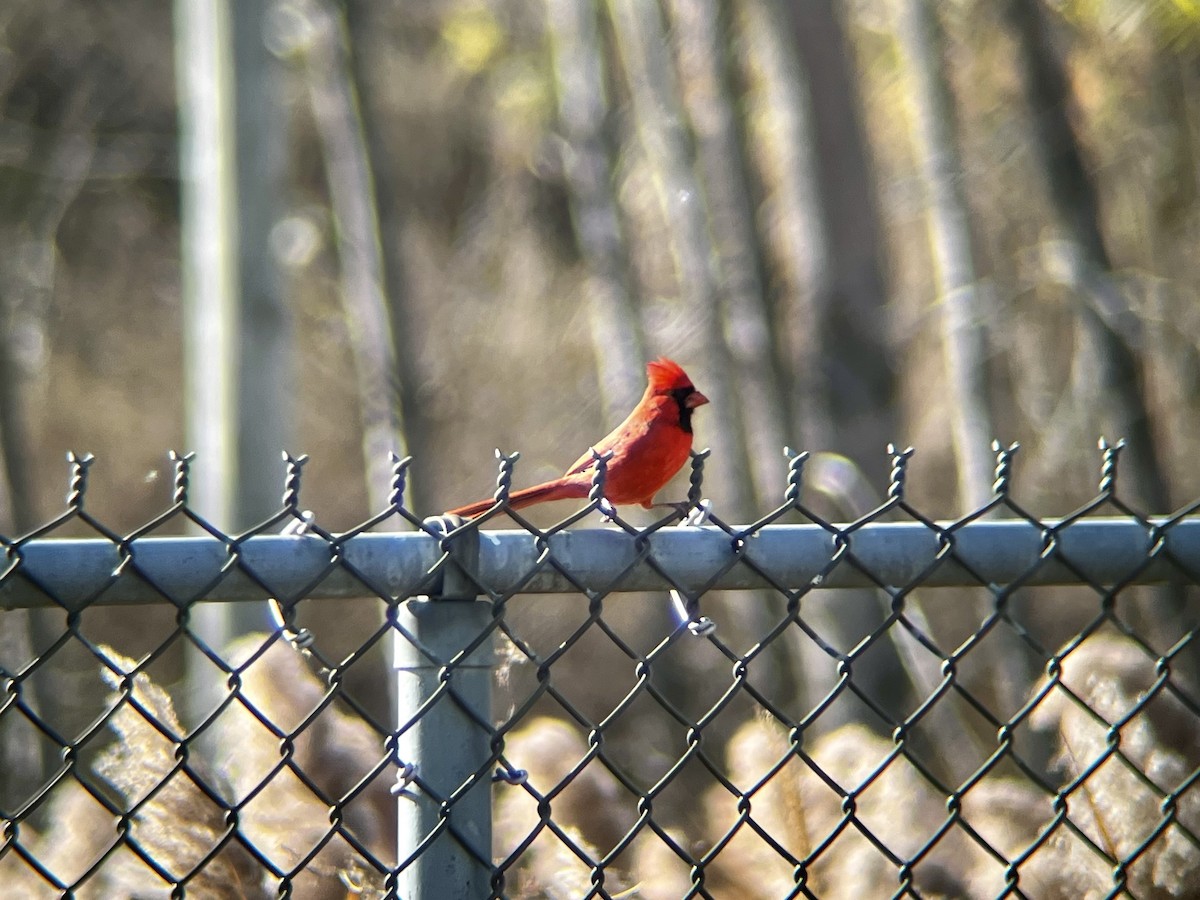 Northern Cardinal - ML645341593
