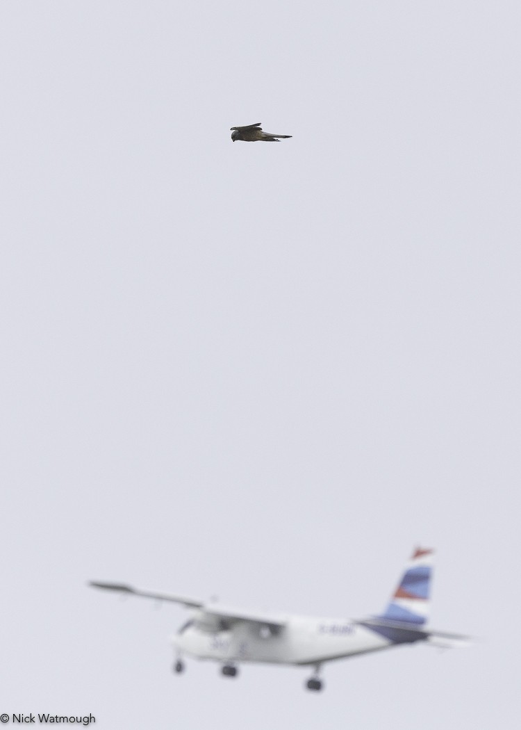 בז אדום - ML645341594