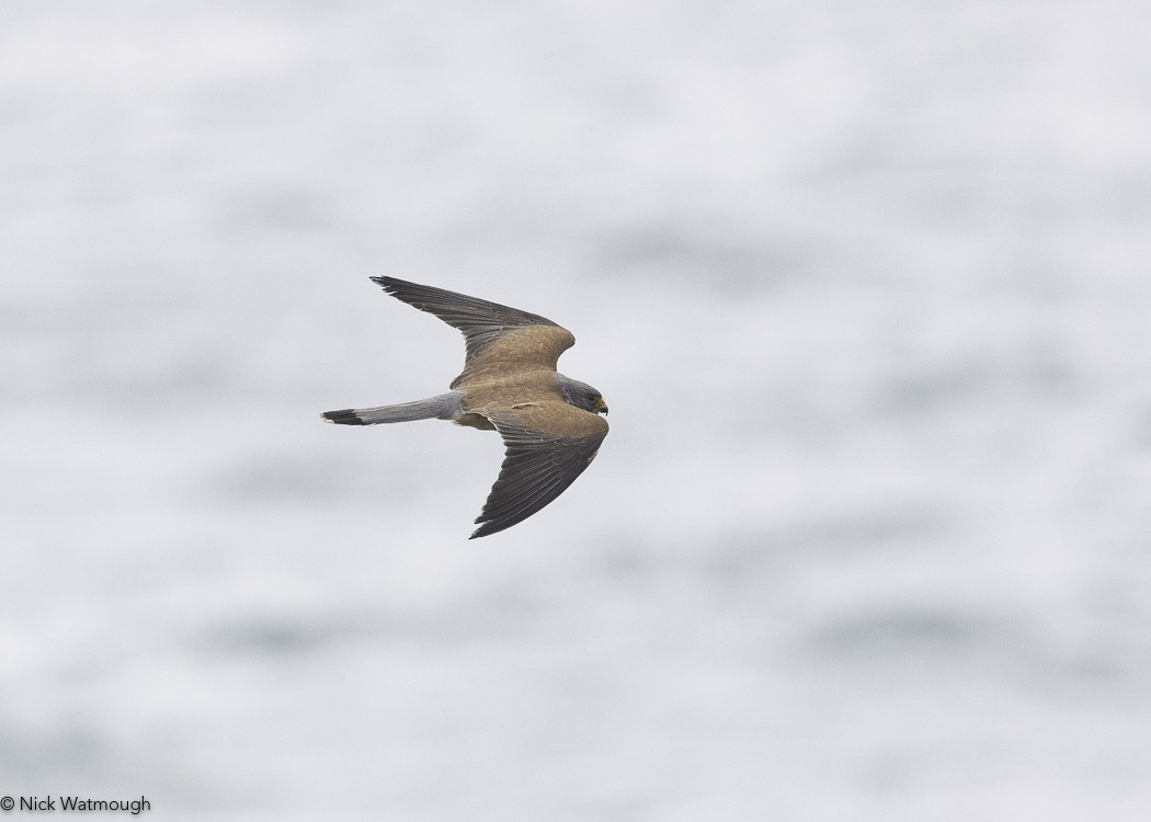 בז אדום - ML645341597