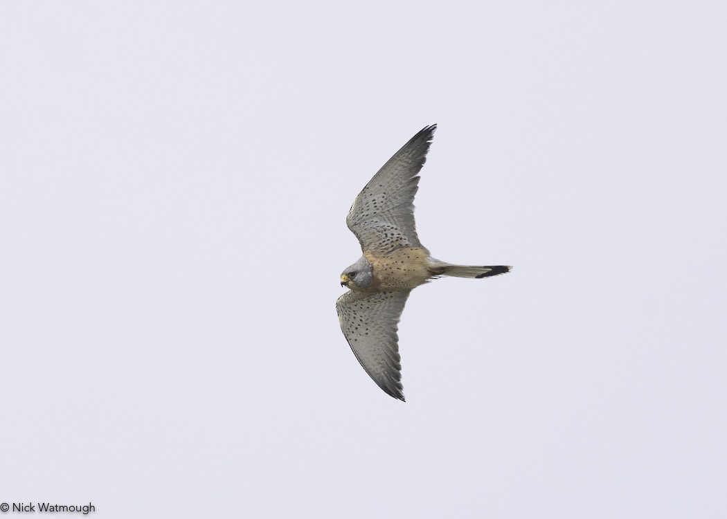 בז אדום - ML645341598