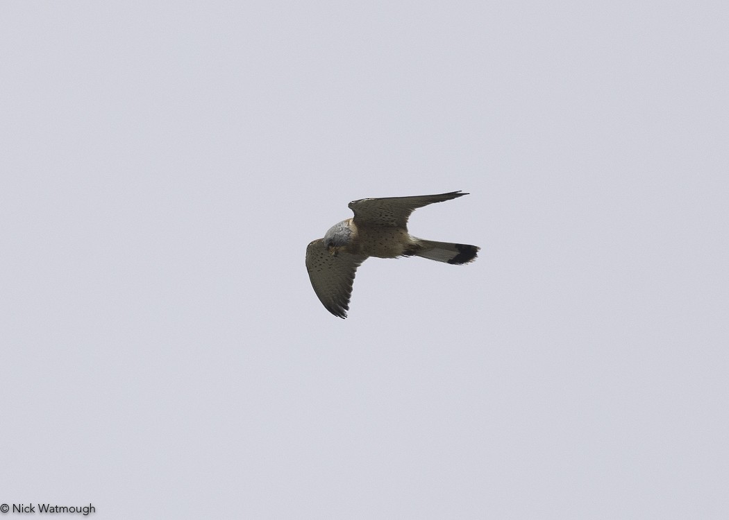 בז אדום - ML645341599