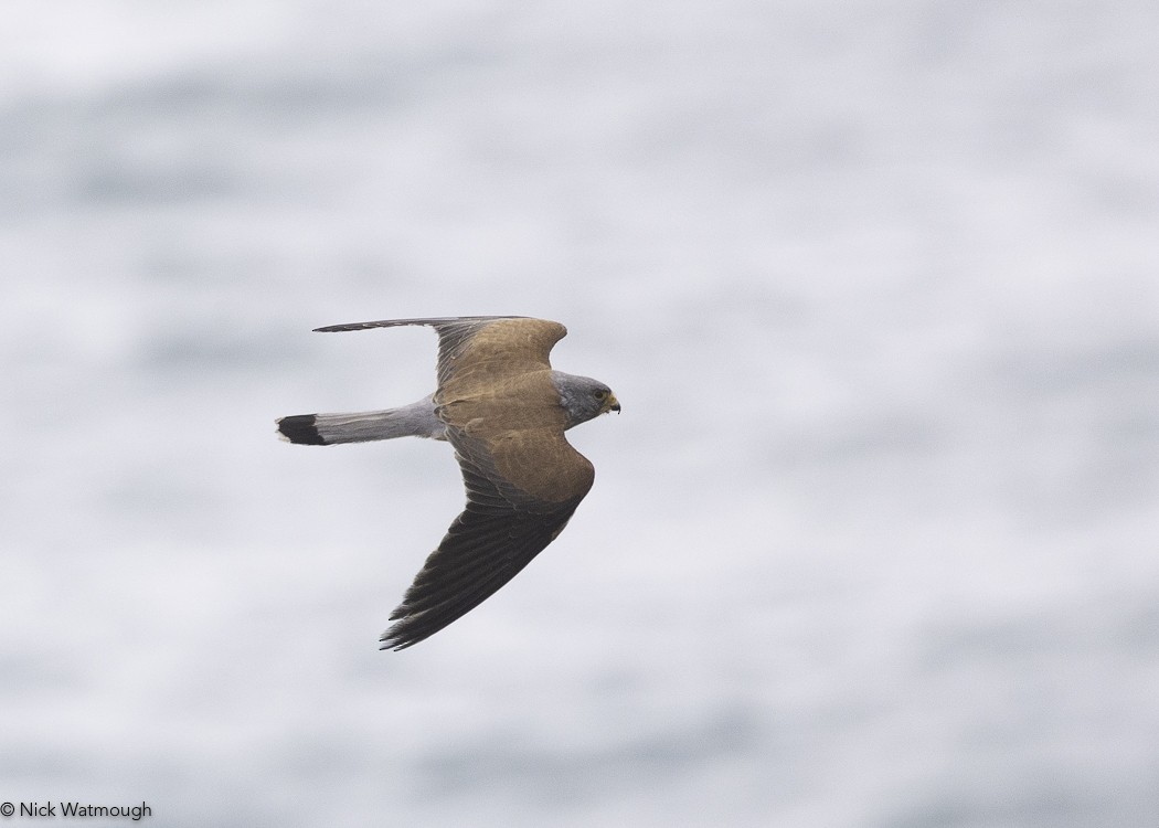 בז אדום - ML645341600