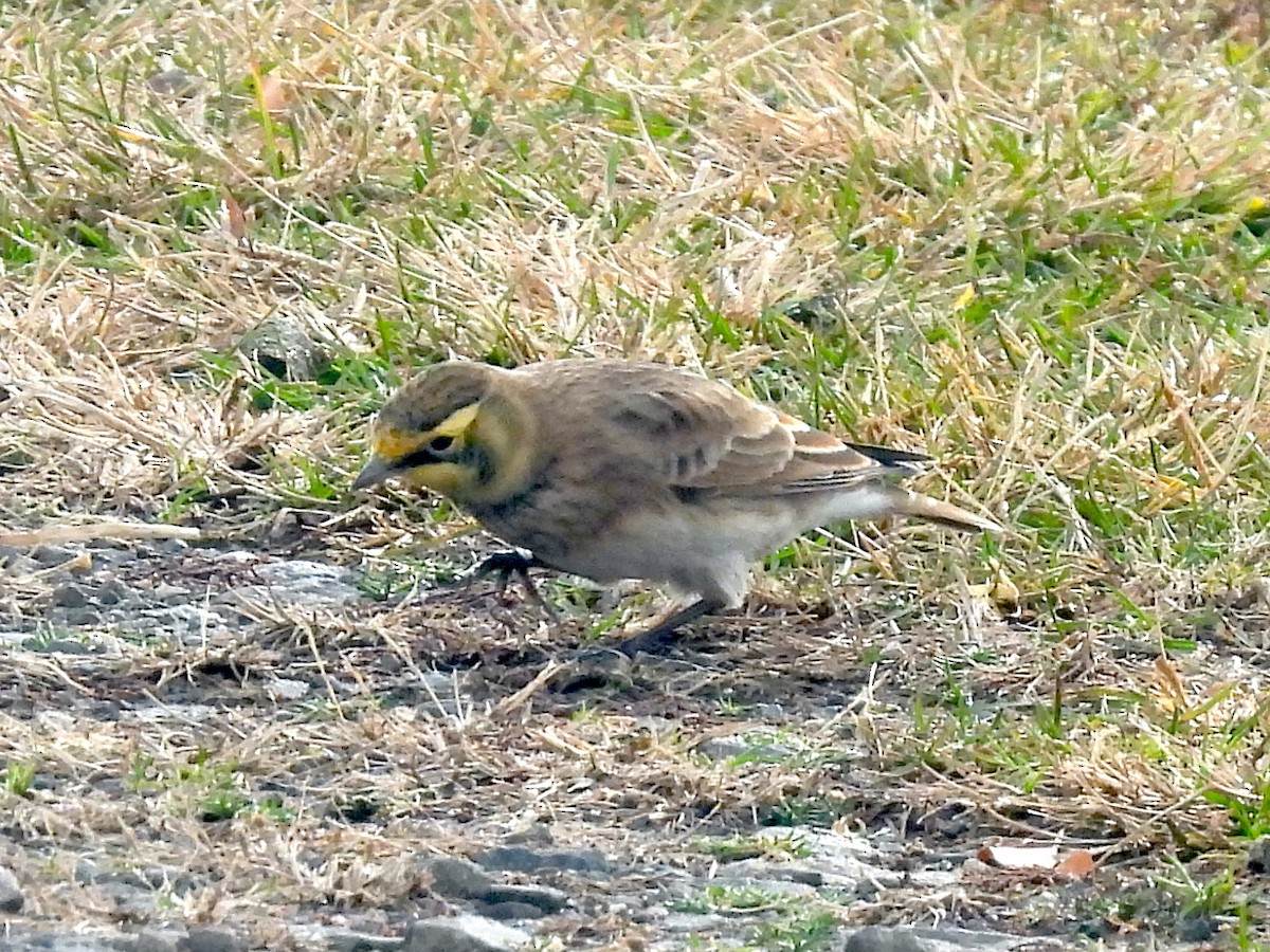 ハマヒバリ - ML645341632