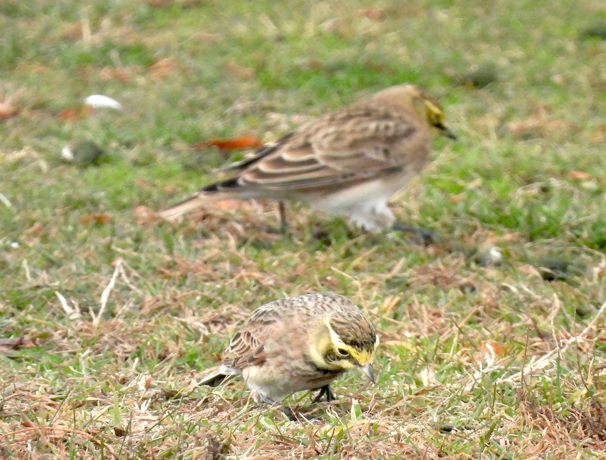 ハマヒバリ - ML645341633