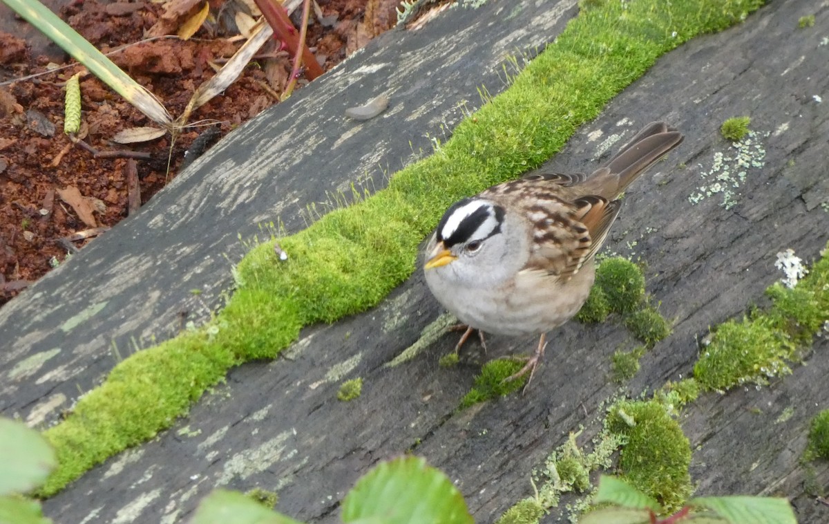 White-crowned Sparrow - ML645341635