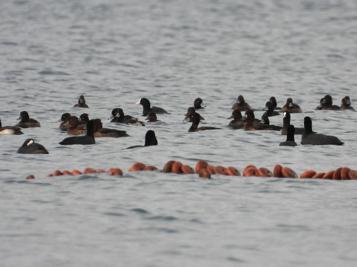 Tufted Duck - ML645341644