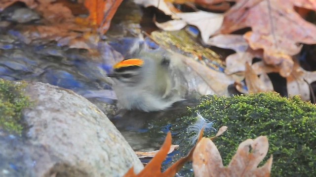 アメリカキクイタダキ - ML645341645