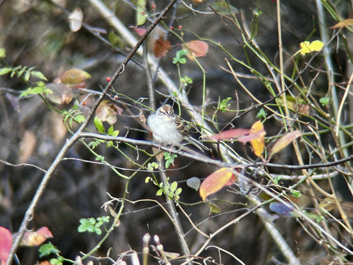 Chipping Sparrow - ML645341649